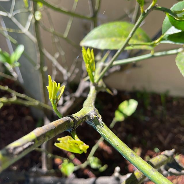 Excited to see new shoots on the lime tree! We had to prune a lot of the tree back because there was some kind of fungus or parasite on it. I was concerned we had to take too much off, but the tree loved it. The top branches are standing taller and new shoots have sprouted. Yay! 🌿💚