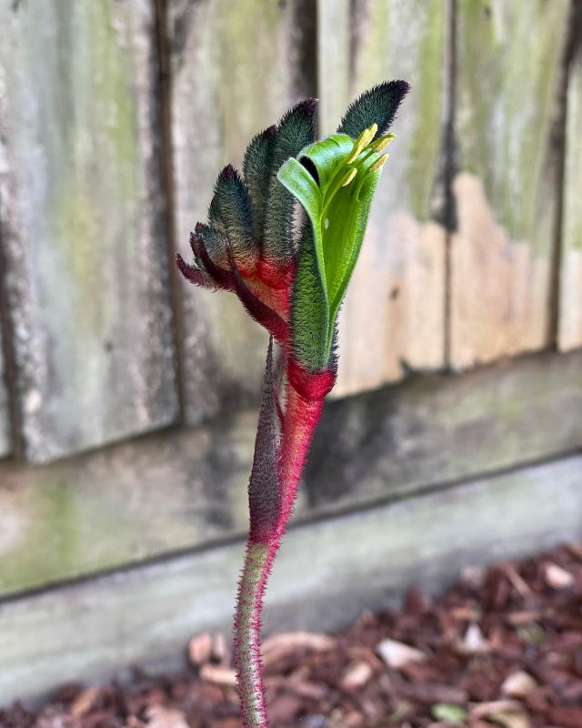 This kangaroo paw seems to be loving life. I didn't know they opened like this.
#garden #australiannatives