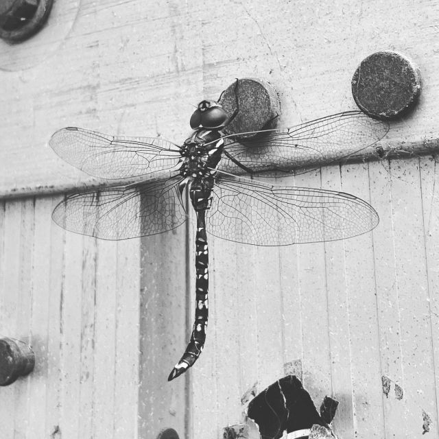 So intricate! #dragonfly