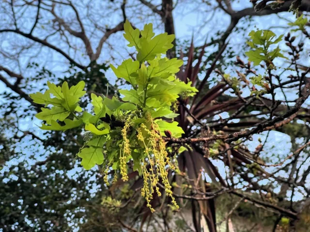 First green on the oak tree. Hello Spring!